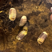 Thumbnail for Cubaris Sp. Snow Bee