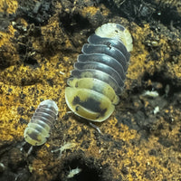 Thumbnail for Cubaris Sp. Snow Bee