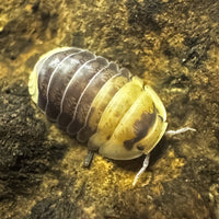 Thumbnail for Cubaris Sp. Snow Bee