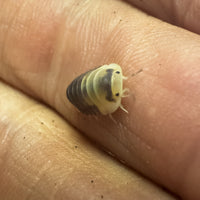 Thumbnail for Cubaris Sp. Snow Bee