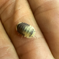 Thumbnail for Cubaris Sp. Snow Bee