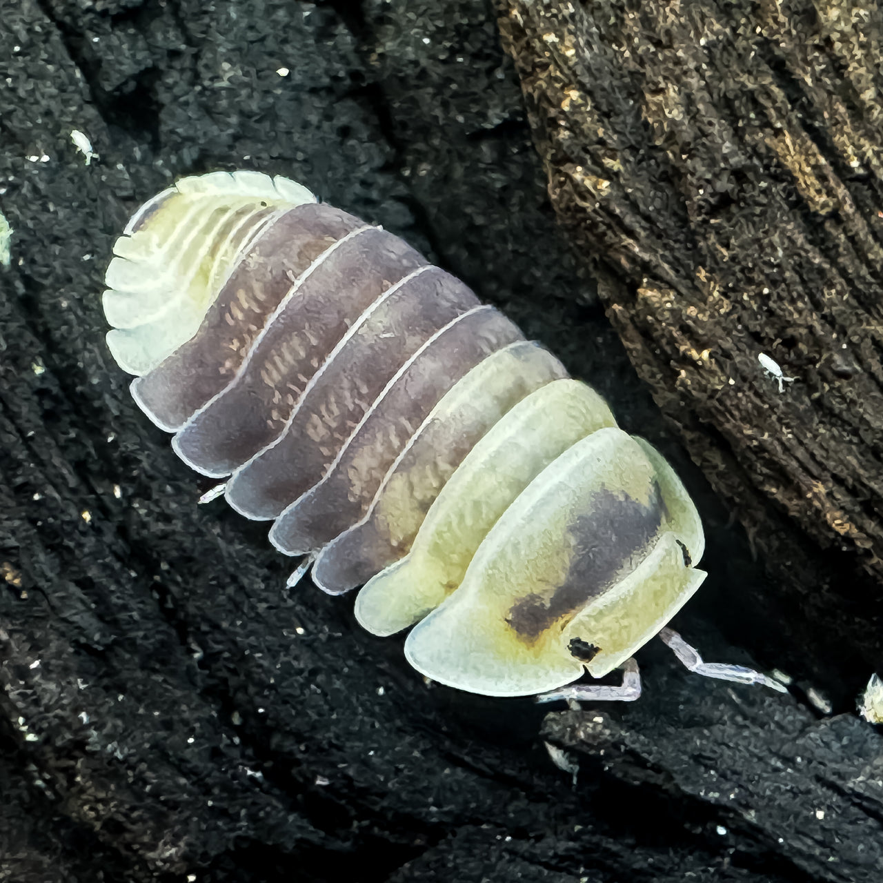 Cubaris Sp. Snow Bee