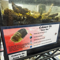 Thumbnail for Cubaris Sp. Snow Bee Isopod Bin Label