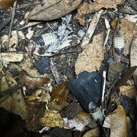 Thumbnail for Cubaris Sp. Tapir