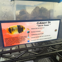 Thumbnail for Cubaris Sp. White Shark Isopod Bin Label