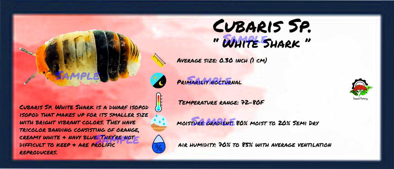 Cubaris Sp. White Shark Isopod Bin Label