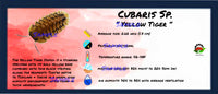 Thumbnail for Cubaris Sp. Yellow Tiger Isopod Bin Label