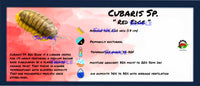 Thumbnail for Cubaris Sp. Red Edge Isopod Bin Label
