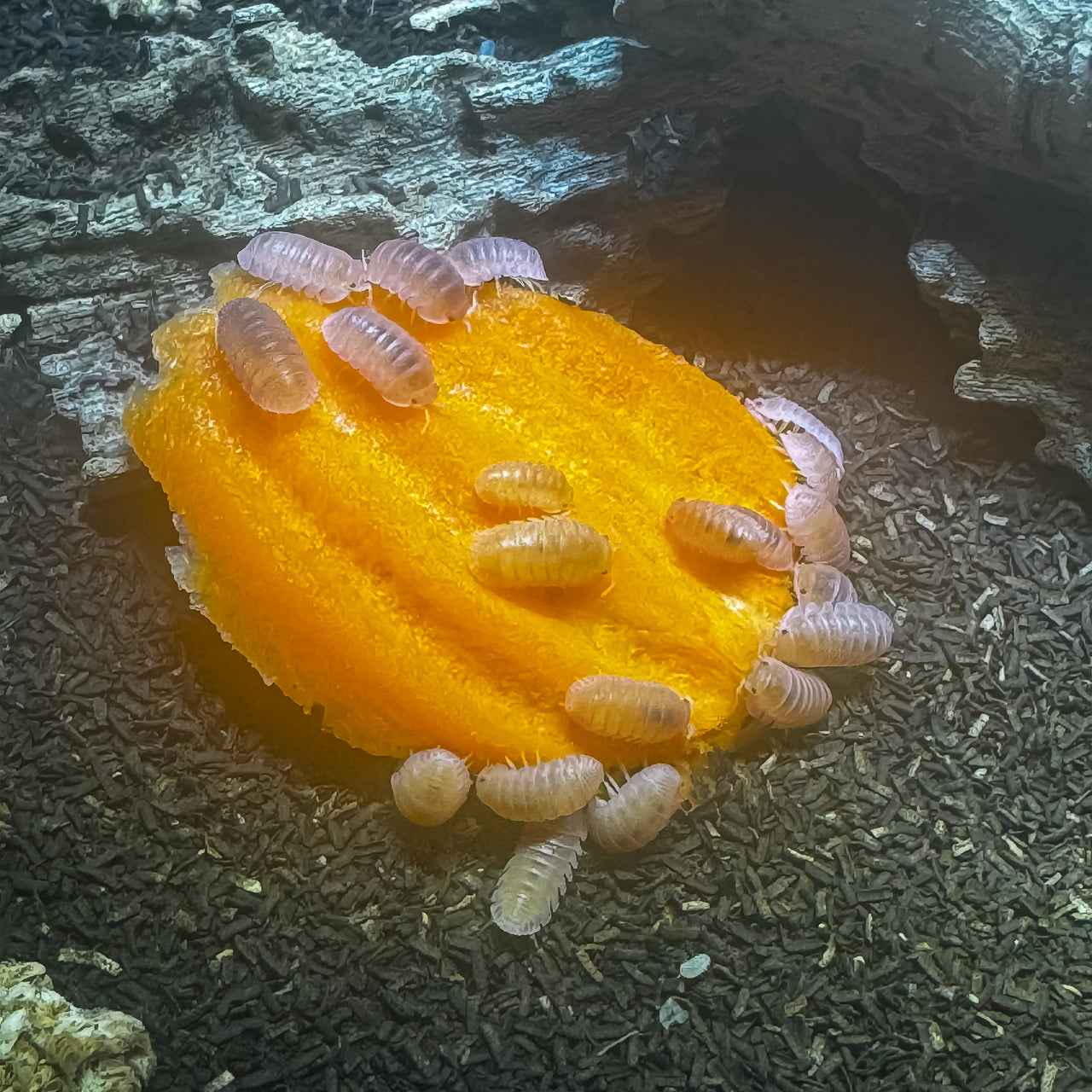 Cubaris Murina- Papaya