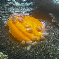 Thumbnail for Cubaris Murina- Papaya
