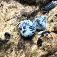 Thumbnail for Cylisticus Convexus Ukraine Pied Isopod