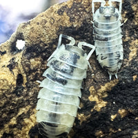 Thumbnail for Cylisticus Convexus Ukraine Pied Isopod