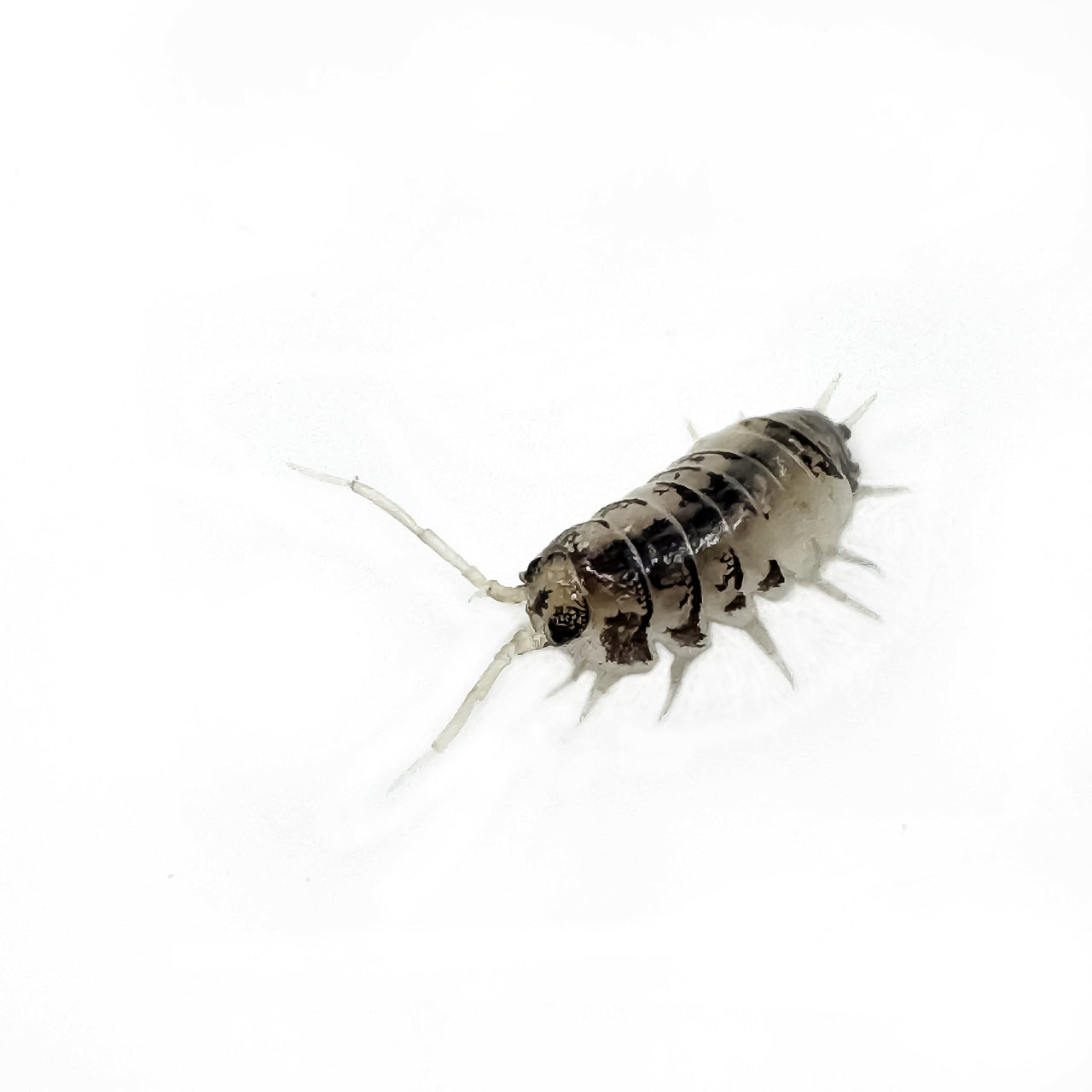 Cylisticus Convexus Ukraine Pied Isopod