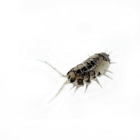 Thumbnail for Cylisticus Convexus Ukraine Pied Isopod