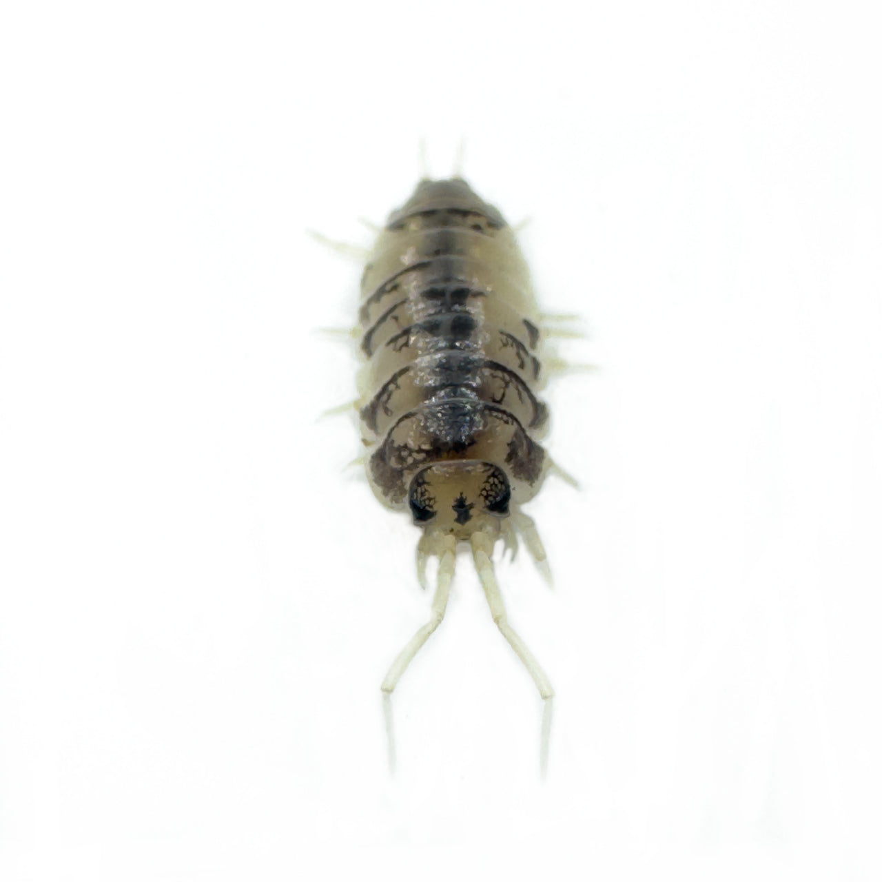 Cylisticus Convexus Ukraine Pied Isopod