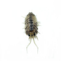 Thumbnail for Cylisticus Convexus Ukraine Pied Isopod