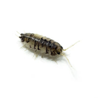 Thumbnail for Cylisticus Convexus Ukraine Pied Isopod