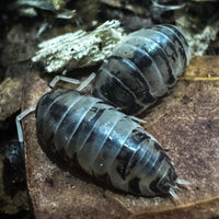 Thumbnail for Cylisticus Convexus Ukraine Pied Isopod