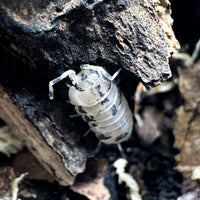 Thumbnail for Cylisticus Convexus Ukraine Pied Isopod