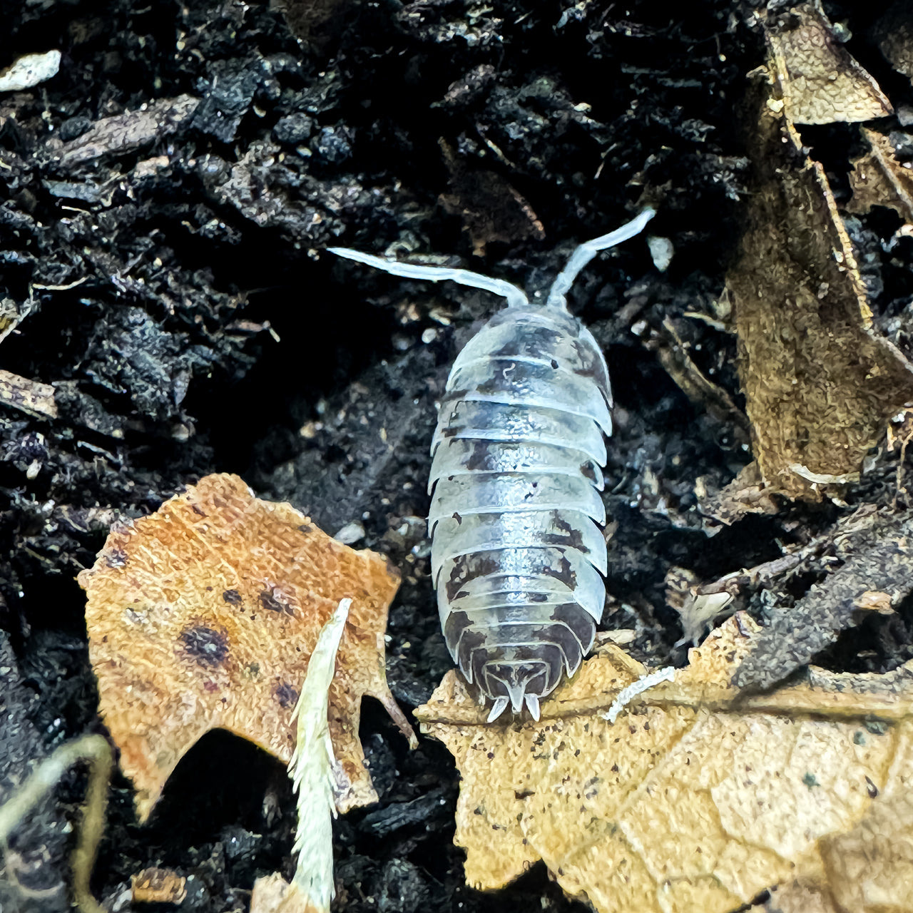 Cylisticus Convexus Ukraine Pied Isopod