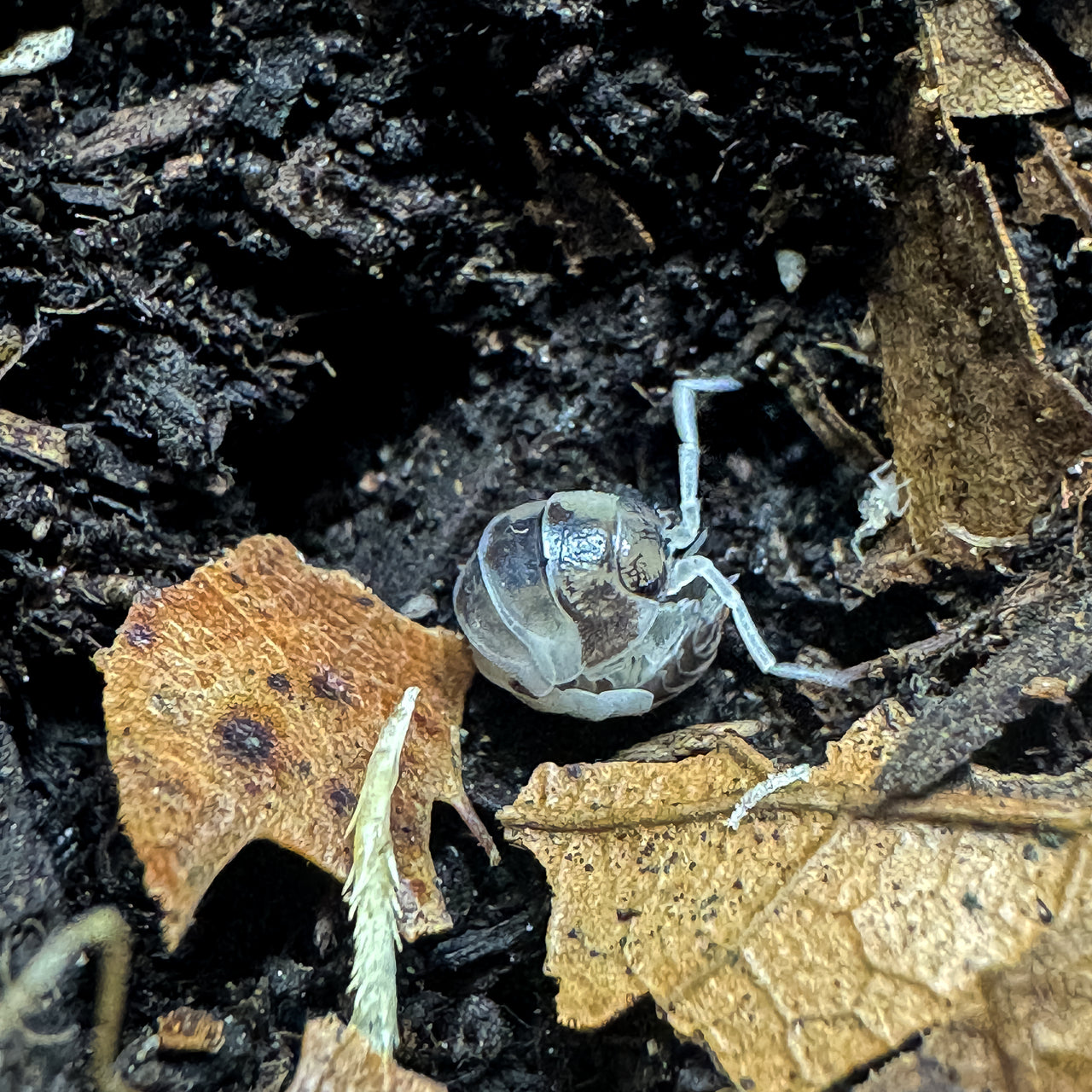 Cylisticus Convexus Ukraine Pied Isopod