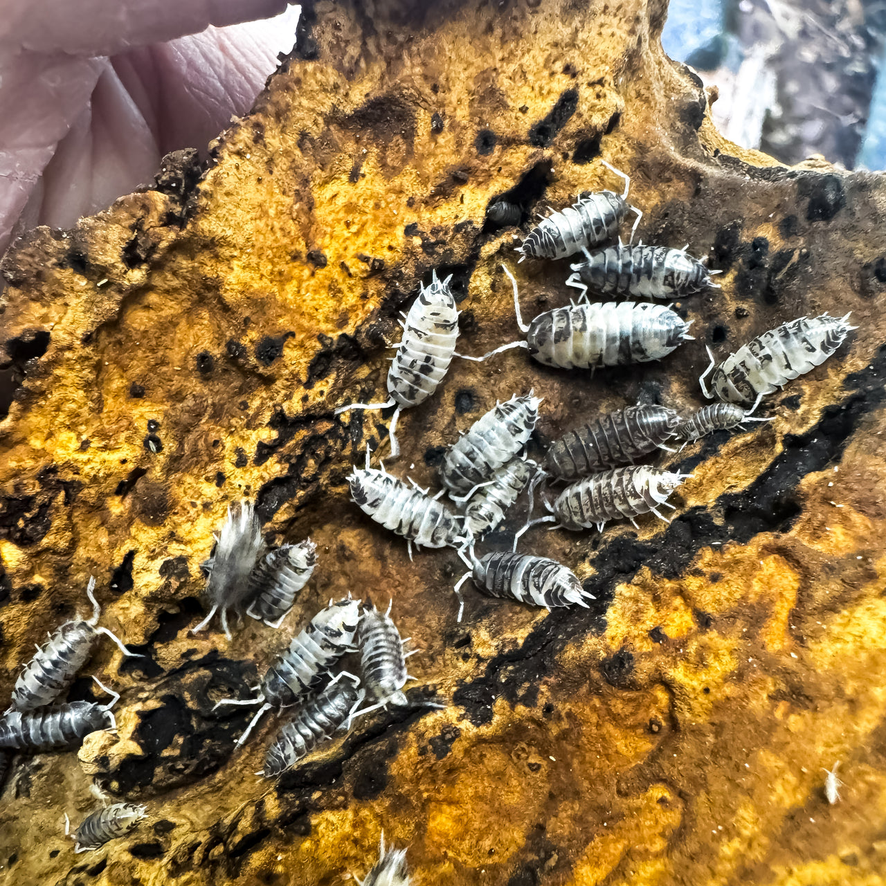 Cylisticus Convexus Ukraine Pied Isopod