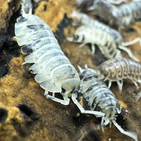 Thumbnail for Cylisticus Convexus Ukraine Pied Isopod