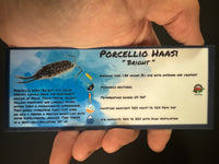 Thumbnail for Porcellio Haasi Bright Isopod Bin Label