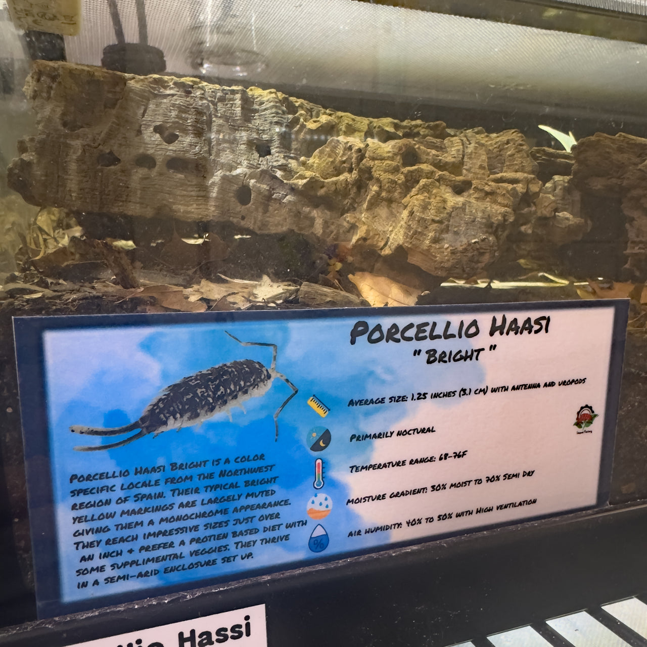 Porcellio Haasi Bright Isopod Bin Label