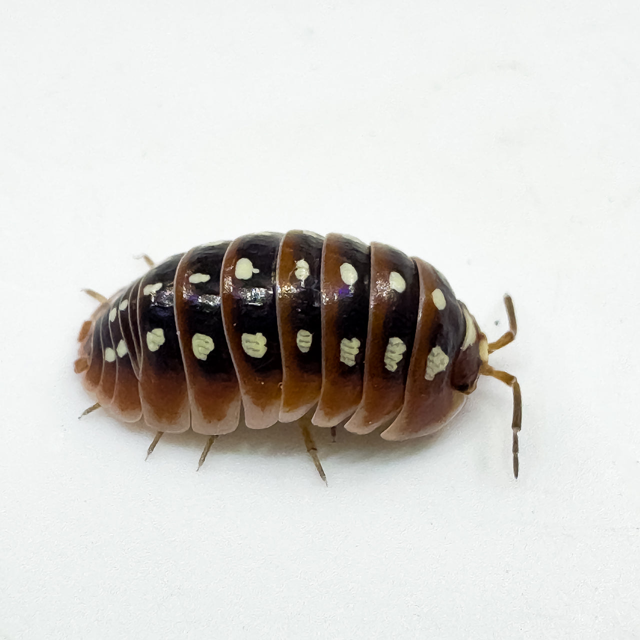 Armadillidium Klugii "Dubrovnik"