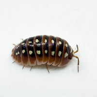 Thumbnail for Armadillidium Klugii 
