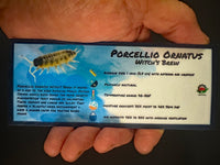 Thumbnail for Porcellio Ornatus Witch's Brew Isopod Bin Label