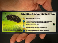 Thumbnail for Armadillidium Depressum Isopod Bin Label