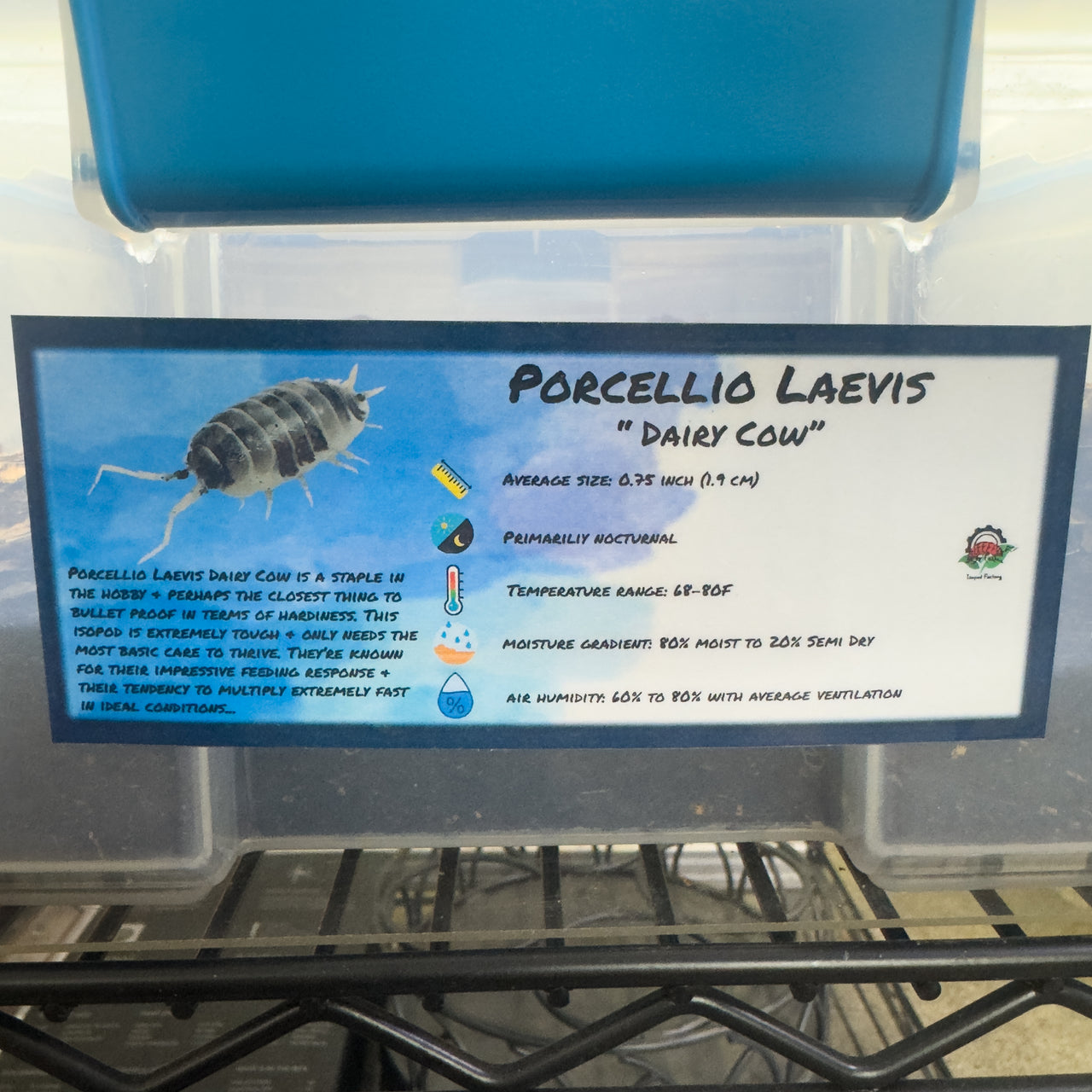 Porcellio Laevis Dairy Cow Isopod Bin Label