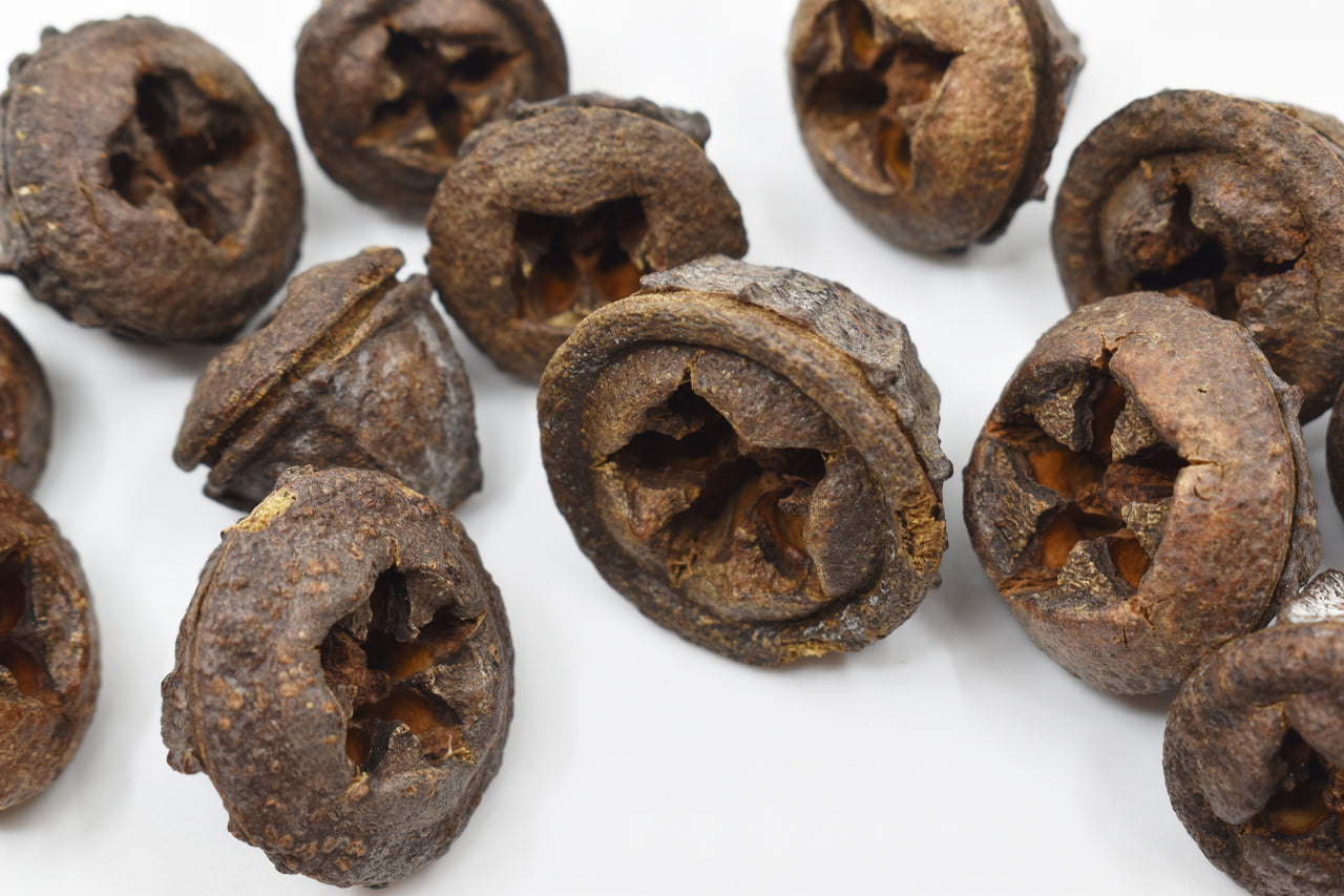 Eucalyptus Pods Natural Terrarium Vivarium Isopod Botanical Decor