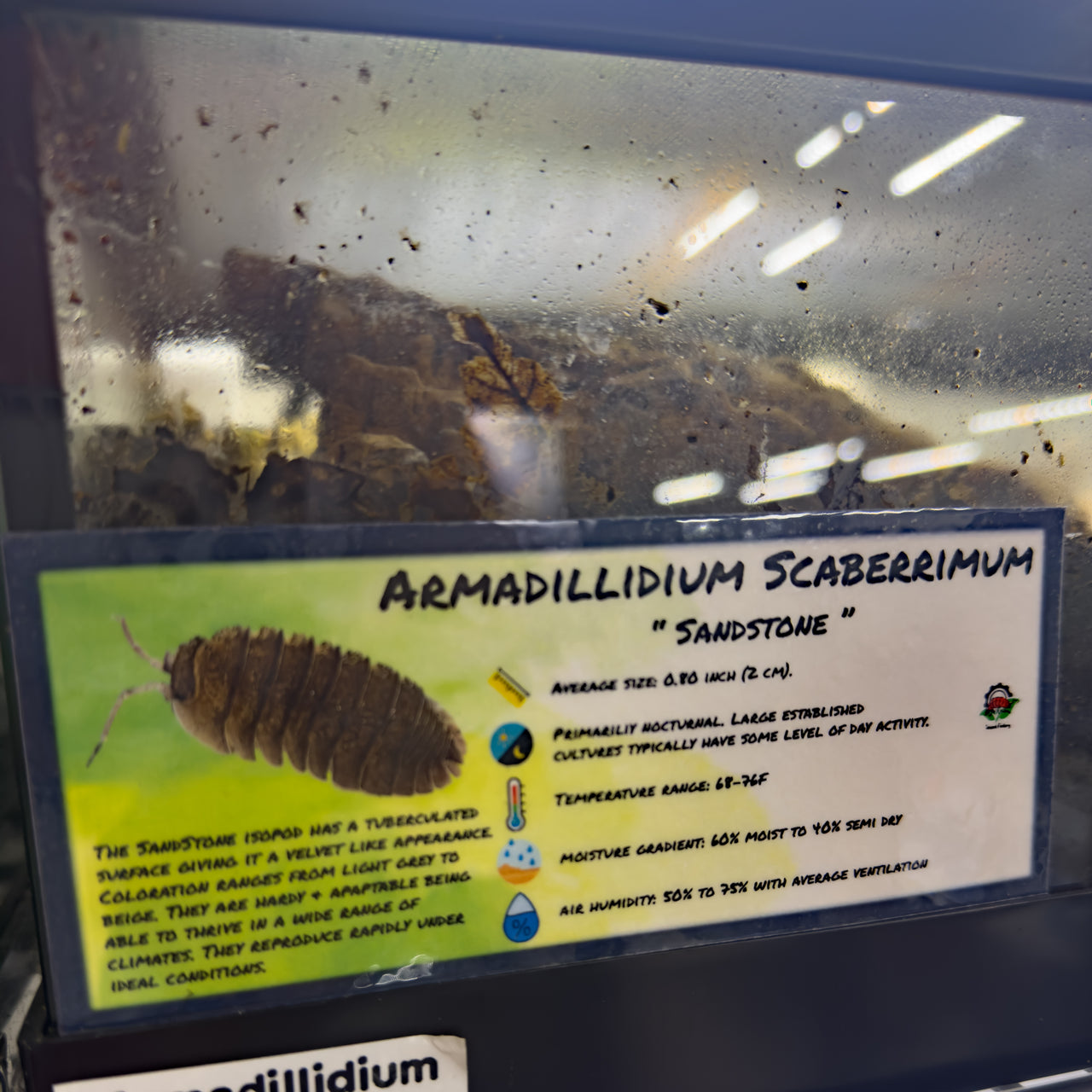 Armadillidium Scaberrimum Sandstone Isopod Bin Label