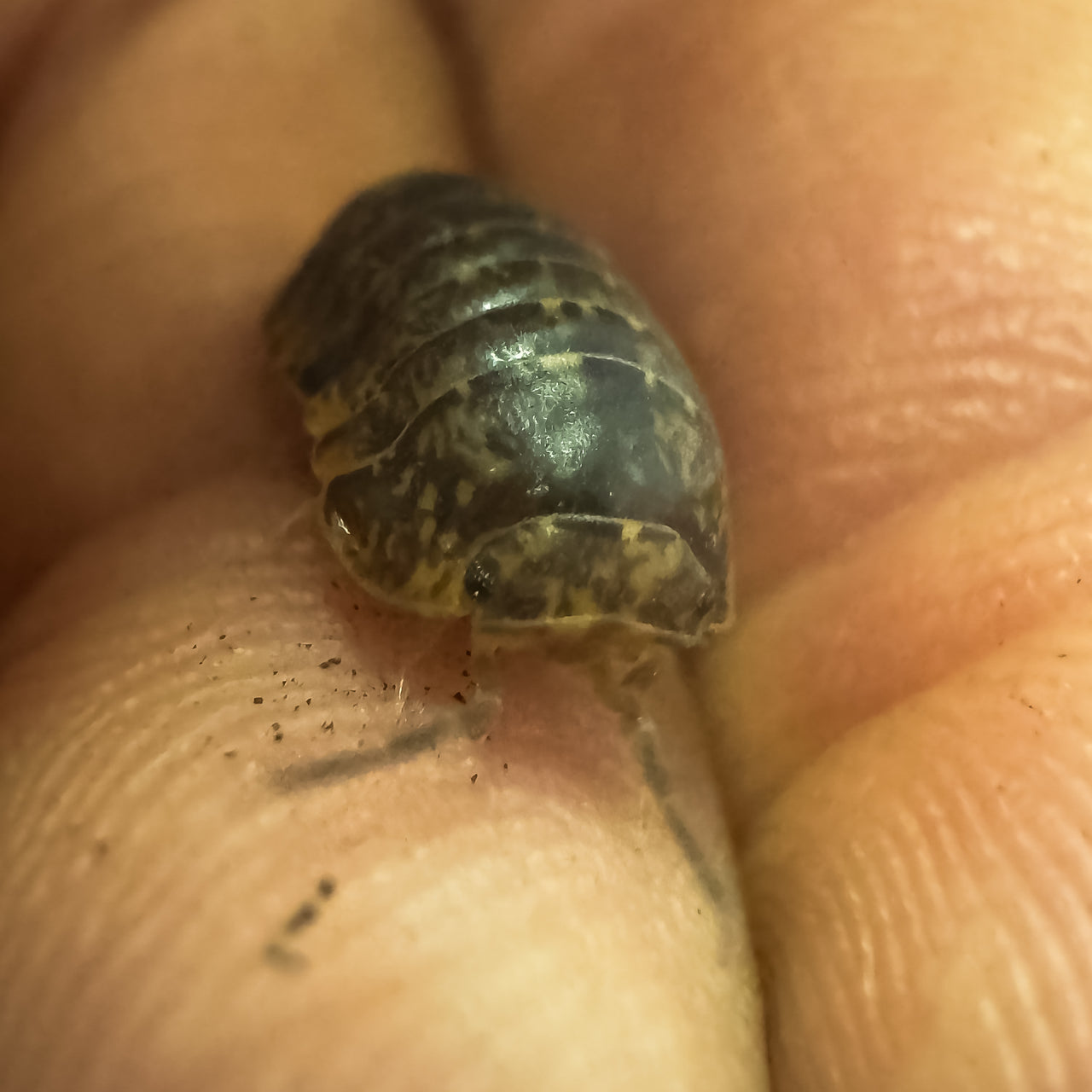 Filipinodillo Cordova