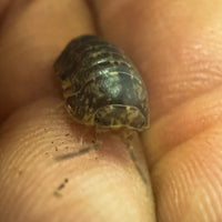 Thumbnail for Filipinodillo Cordova