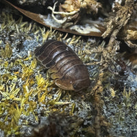 Thumbnail for Filipinodillo Cordova