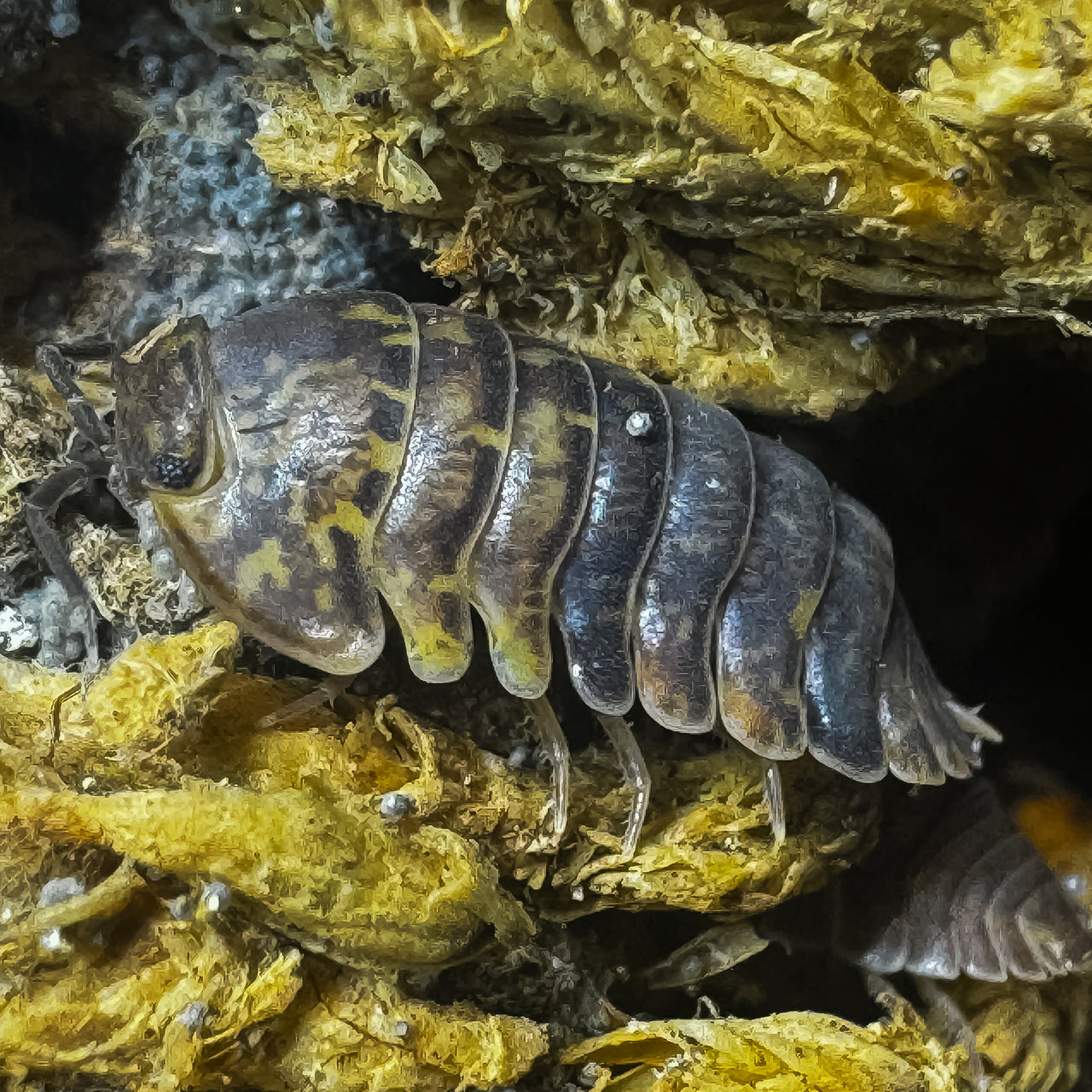 Filipinodillo Cordova