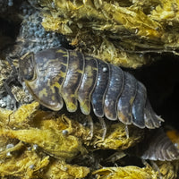 Thumbnail for Filipinodillo Cordova