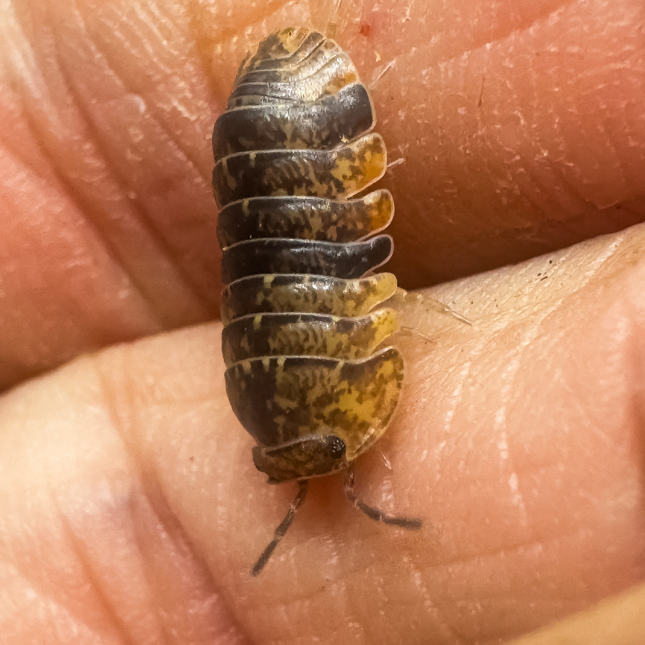 Filipinodillo Cordova