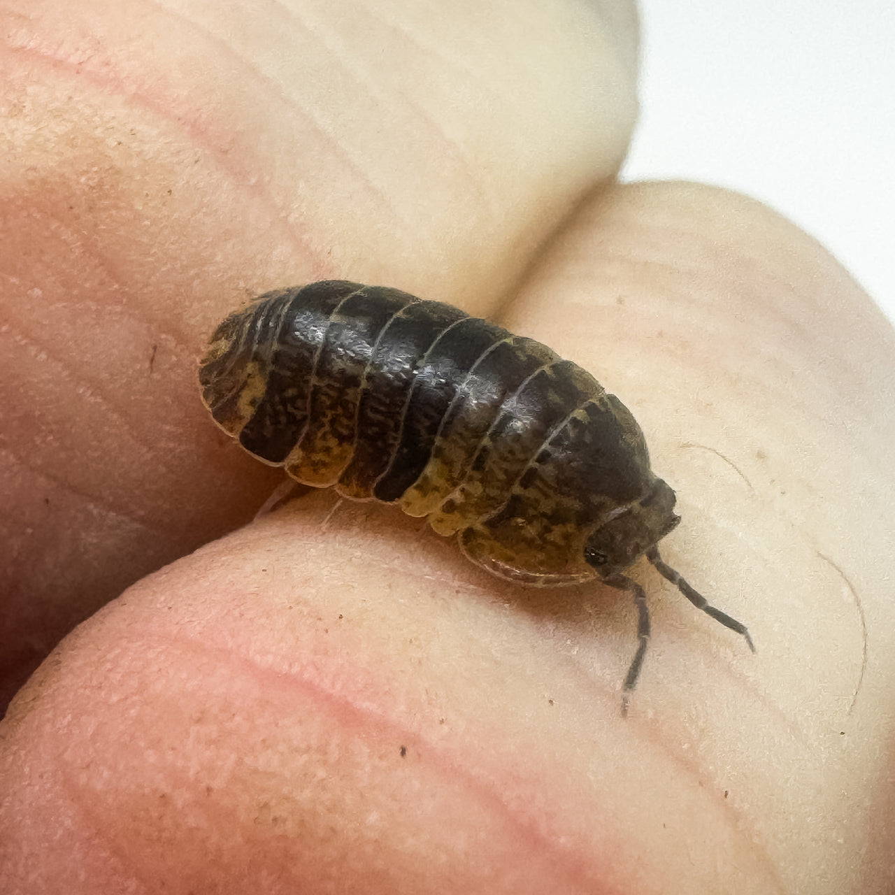 Filipinodillo Cordova