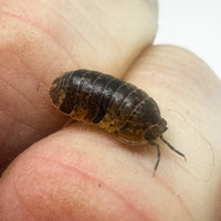 Thumbnail for Filipinodillo Cordova