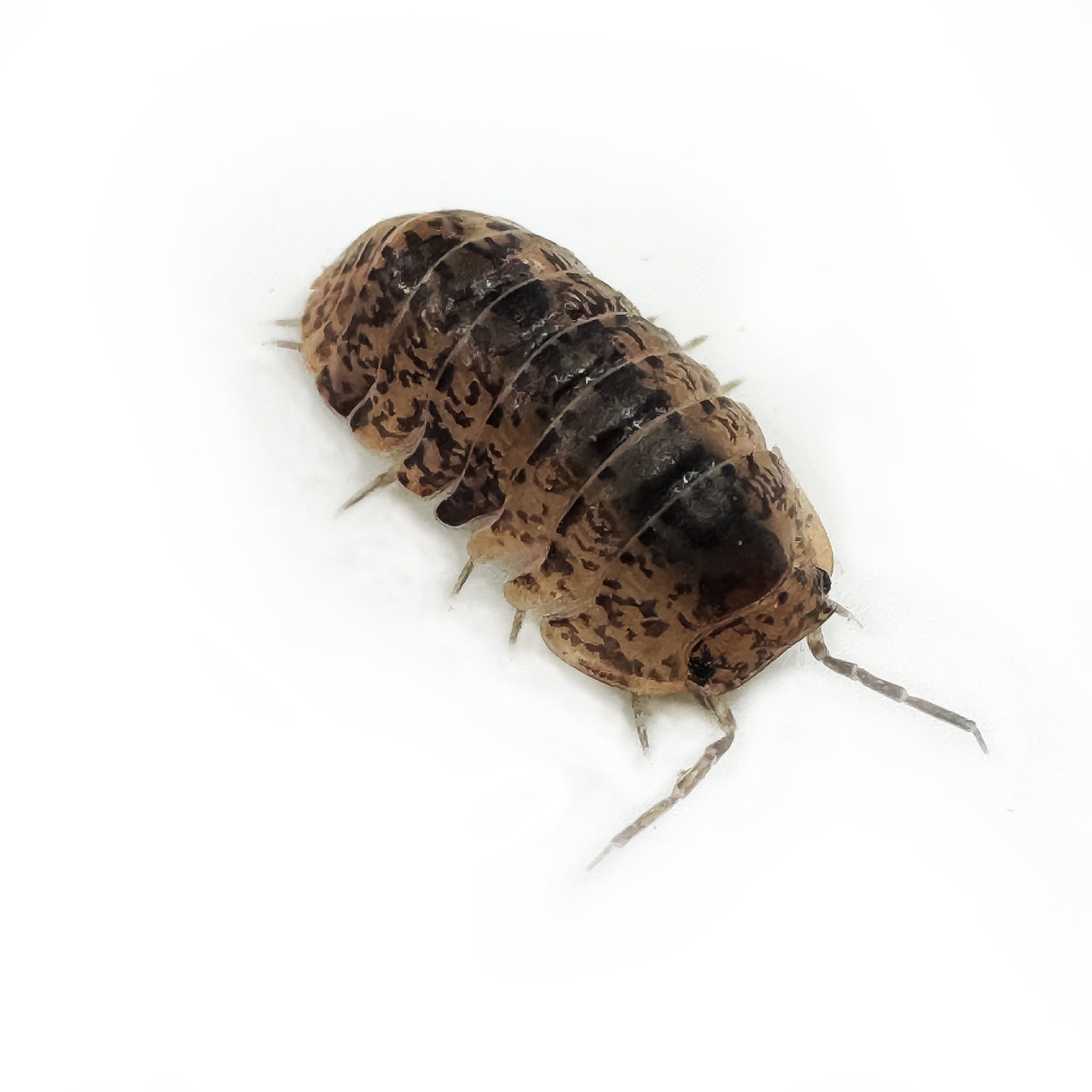 Filipinodillo Cordova