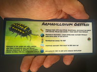 Thumbnail for Armadillidium Gestroi Isopod Bin Label