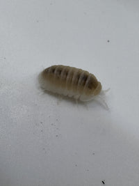 Thumbnail for Cubaris Murina- Glacier