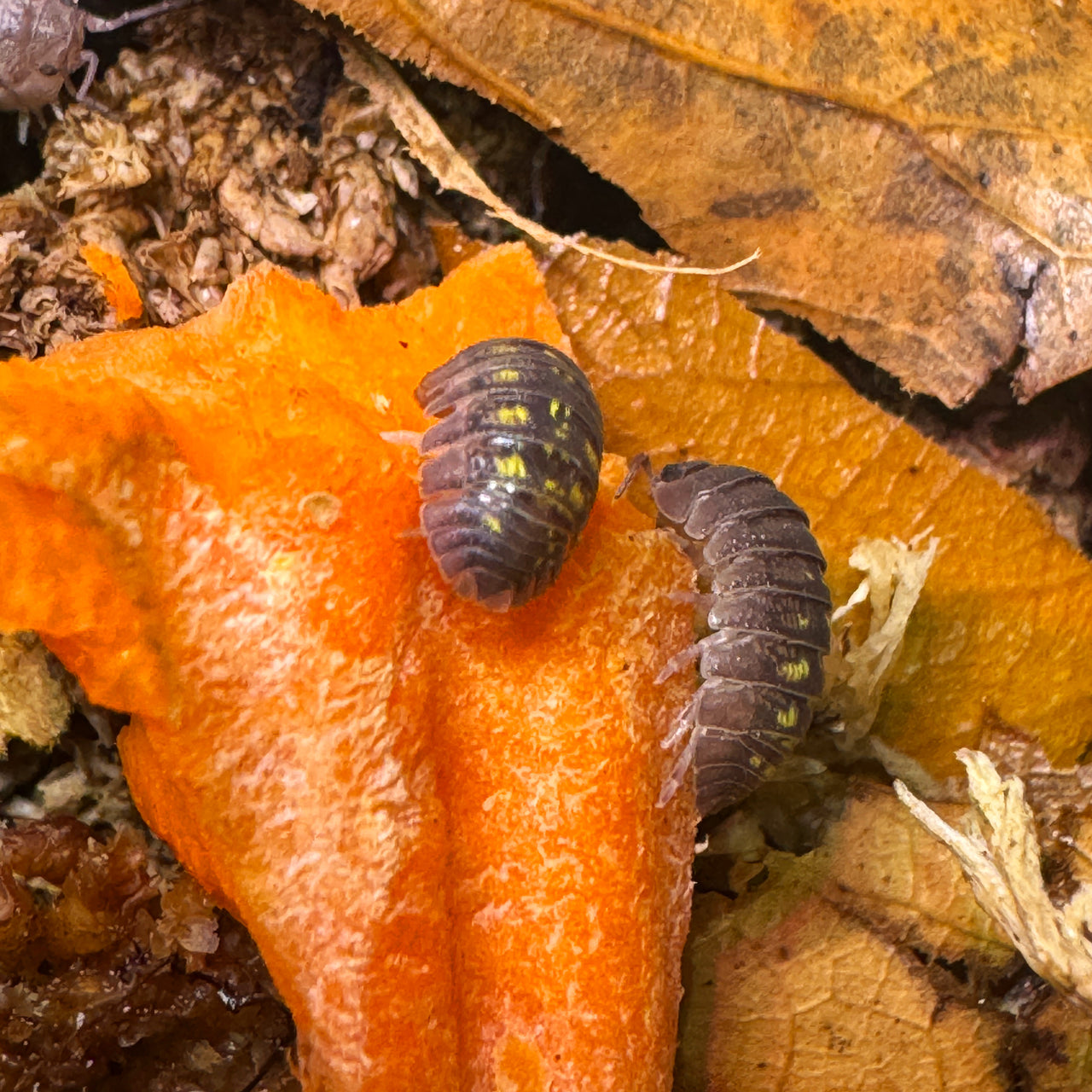 Armadillidium Granulatum