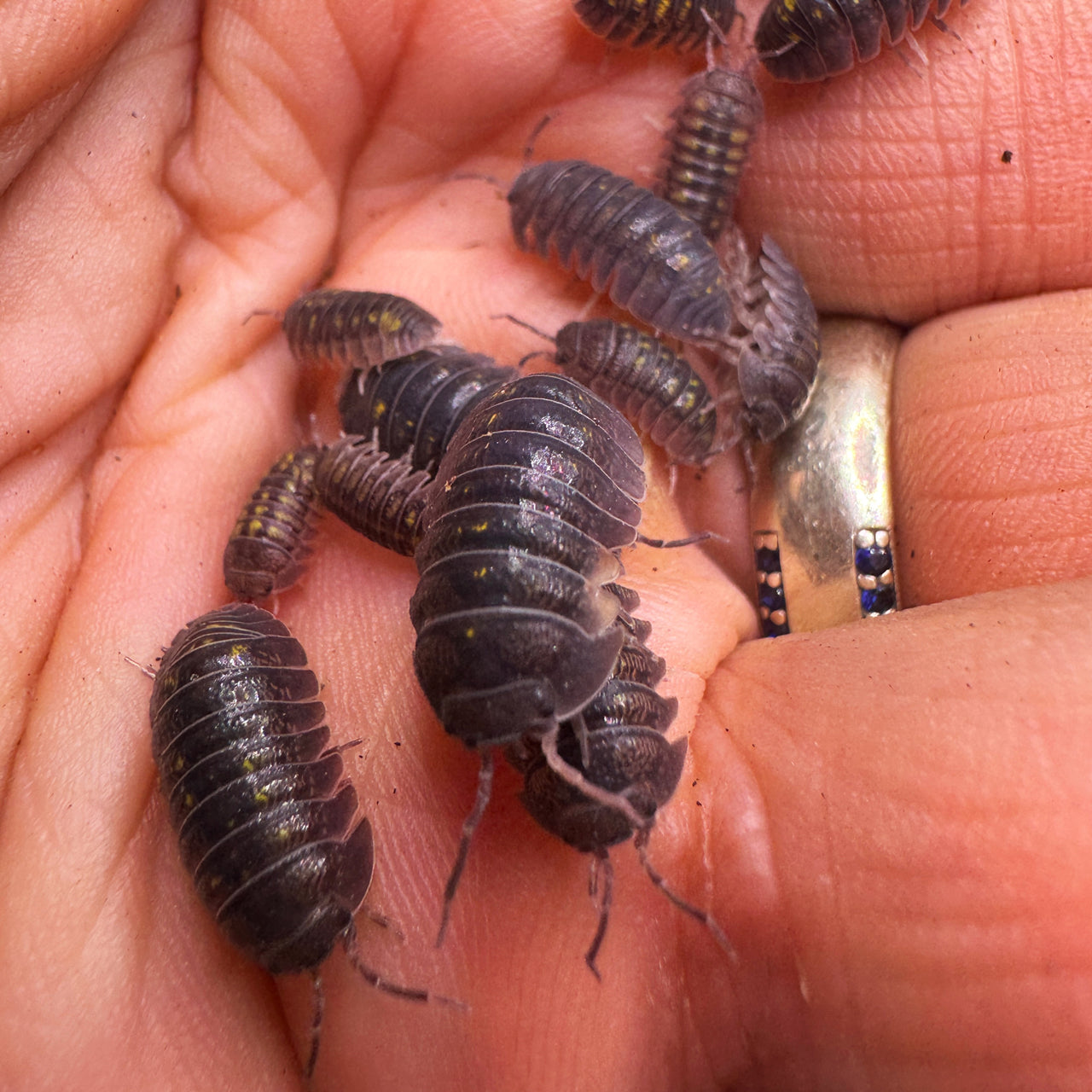 Armadillidium Granulatum