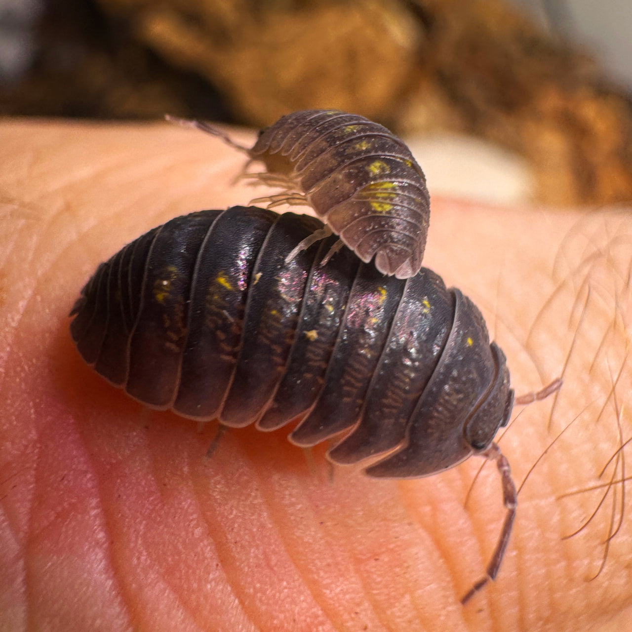 Armadillidium Granulatum